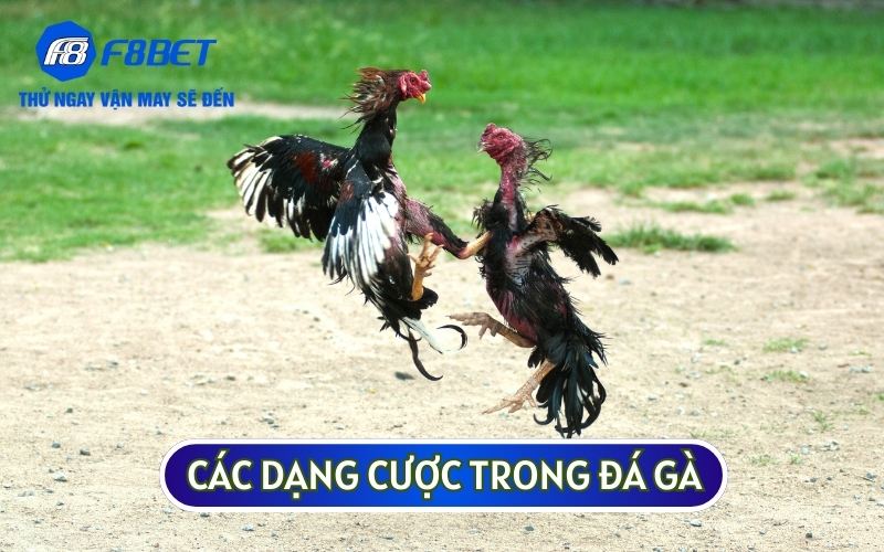 Ba loại kèo cược phổ biến trong đá gà trực tuyến là BDD, Wala và Meron