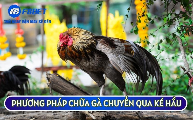 PHƯƠNG PHÁP CHỮA TRỊ GÀ BỊ SƯNG HẦU chuyển ké hầu đơn giản nhất