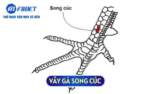 Nhận Diện Vảy Gà Song Cúc Tốt - Xấu Từ Cao Nhân Truyền Kỳ